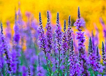 实体玩家太亏 《寂静岭2：重制版》预购模式引不满